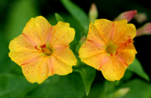 5 ασυνήθιστο και ανθεκτικά λουλούδια. Η επιλογή για τον κήπο σας