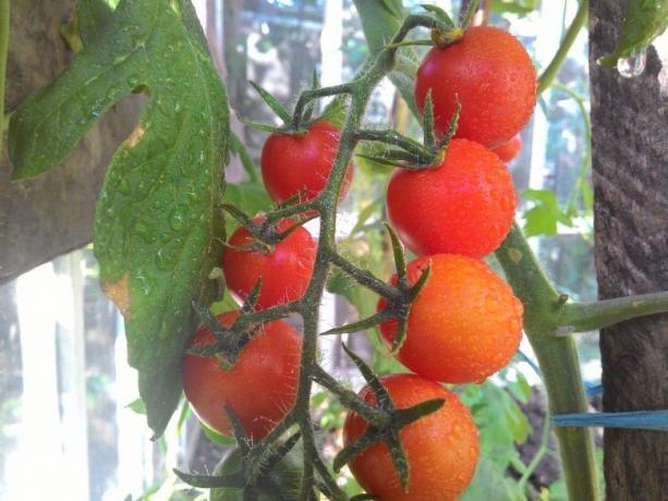 Η ωρίμανση ντομάτες - θέαμα για τα μάτια πληγή! (Mojateplica.ru)