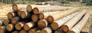 Η επιλογή του ξύλου: χαρακτηριστικά των διαφόρων φυλών