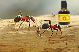 Ιώδιο με την εξάλειψη των μυρμηγκιών
