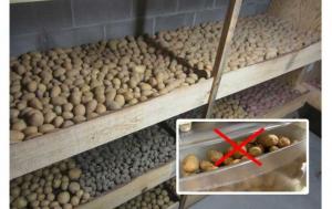 Σφάλματα στην αποθήκευση της πατάτας. Πώς να αποθηκεύσετε πατάτες.