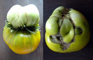 Η αλήθεια για τα διπλά λουλούδια στις ντομάτες, αφαιρέστε ή όχι