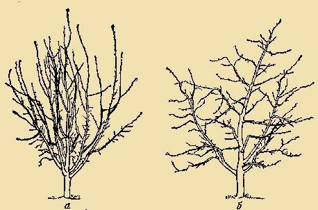 Άνοιξη κλάδεμα εφαρμόζεται ενεργά σε νεαρά δέντρα - διαμορφωμένους ώριμα δέντρα, τα οποία υπόκεινται σε η διαδικασία αυτή κάθε χρόνο, πρέπει κάθε χρόνο υπάρχουν λιγότεροι (δεν μιλάμε για αντι-γήρανσης κλάδεμα).