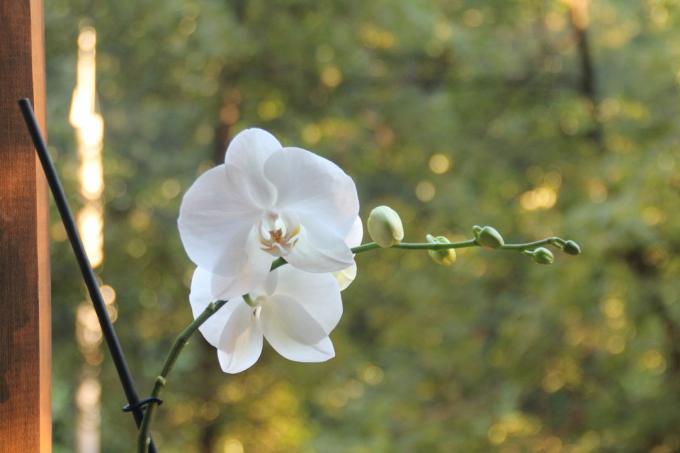λευκό Phalaenopsis μου αυτό το καλοκαίρι άνθισε για πρώτη φορά μετά την αγορά. Κρατήστε ένα άρθρο στη σελίδα του στο κοινωνικό δίκτυο, έτσι ώστε να μην χάσουν και να μοιραστείτε με τους φίλους σας!