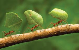 Munk κατά μυρμήγκια - φθηνό, αλλά αποτελεσματικό