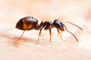 Από τα μυρμήγκια παραδώσει το σιμιγδάλι μόνο πρόσθετο συστατικό