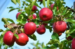 Τι θα συμβεί αν το μήλο και δαμάσκηνο δεν αποδίδει καρπούς;