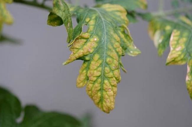 Φωτογραφίες κίτρινα φύλλα από ντομάτα