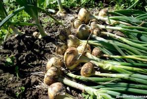 Παλαιά ρωσικά μέθοδο της καλλιέργειας των κρεμμυδιών