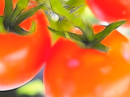 5 τρόποι για να επιταχυνθεί η ωρίμανση της ντομάτας
