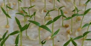 Πόσο γρήγορα φυτρώνουν από σπόρους πιπεριάς πριν από τη φύτευση δενδρυλλίων.