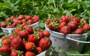 Η λίπανση φράουλες, η οποία θα αυξήσει την παραγωγικότητα κατά 2-3 φορές