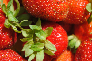 Πώς να φυτέψει και να διαδώσει τις φράουλες με agrovoloknom στον κήπο. Πλεονεκτήματα και μειονεκτήματα