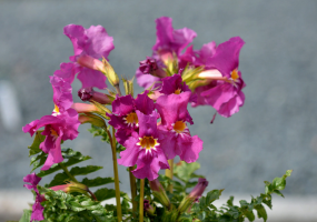 Incarvillea - ανεπιτήδευτη λουλούδι για το site σας