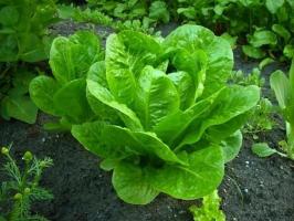 Top 5 λαχανικά που αναπτύσσονται στη σκιά