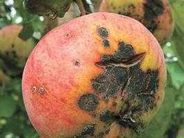 Οι καλύτερες μέθοδοι για την καταπολέμηση φουζικλάδιο στα μήλα.