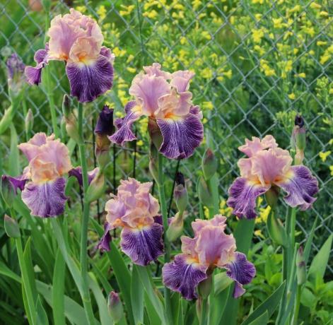 Iris μπορεί να ονομαστεί θεία λουλούδι. Οι αρχαίοι Έλληνες ονόμαζαν το φυτό προς τιμήν της θεάς τους, Iris, που κατεβαίνει από τον ουρανό στον θνητό κόσμο πάνω από το ουράνιο τόξο. Iris και μεταφράζεται ως «ουράνιο τόξο» Αργότερα βοτανολόγοι αποφάσισε να μην τίποτα επαφή με τα ονόματα. Και δικαίως!