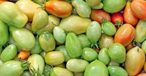 Ήδη τον Οκτώβριο, αλλά οι ντομάτες ακόμη πράσινο; Πώς μπορεί να επιταχύνει την ωρίμανση τους;