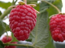 Raspberry είναι ένα μεγάλο και γλυκό: 7 μυστικά της φροντίδας για τα μούρα στον κήπο