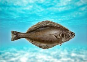 Ψάρια ιππόγλωσσα: περιγραφή, τα οφέλη και τις πιθανές βλάβες στον οργανισμό