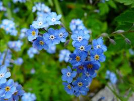 «Forget-me - είναι το αγαπημένο σας λουλούδι ...»: προδοσία στον κήπο