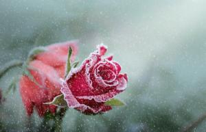 Πώς να προετοιμάσετε τα τριαντάφυλλα για το χειμώνα από το Α έως το Ω, για να μην χάνετε
